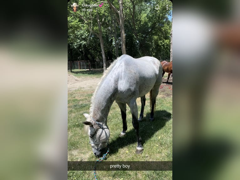 Caballo cuarto de milla Caballo castrado 17 años 163 cm Tordo in Akron, Iowa