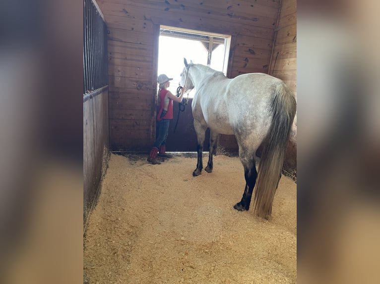 Caballo cuarto de milla Caballo castrado 17 años 163 cm Tordo in Akron, Iowa