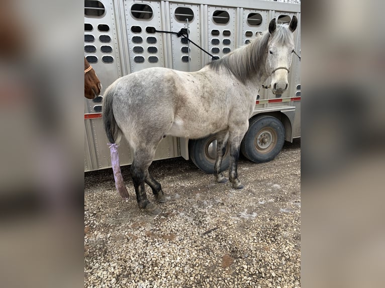 Caballo cuarto de milla Caballo castrado 17 años 163 cm Tordo in Akron, Iowa