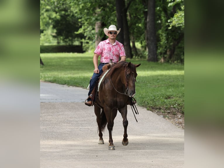 Caballo cuarto de milla Caballo castrado 17 años Alazán-tostado in Buffalo