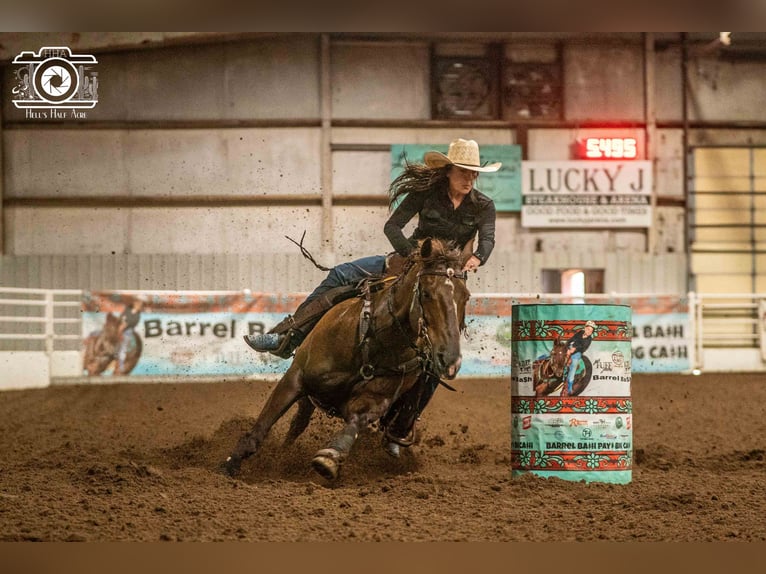 Caballo cuarto de milla Caballo castrado 17 años Alazán-tostado in Buffalo