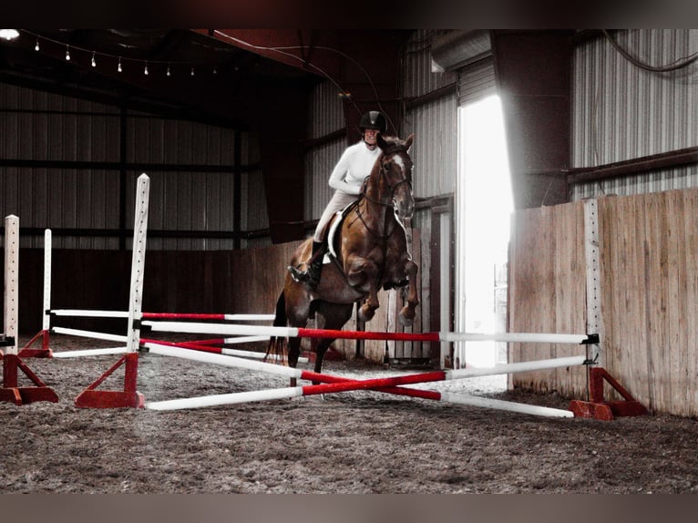 Caballo cuarto de milla Caballo castrado 17 años Ruano alazán in Cody WY