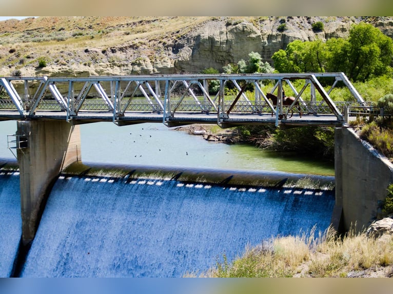 Caballo cuarto de milla Caballo castrado 17 años Ruano alazán in Cody WY