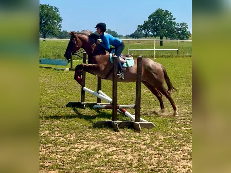 Caballo cuarto de milla Caballo castrado 17 años Ruano alazán in Stephenville TX