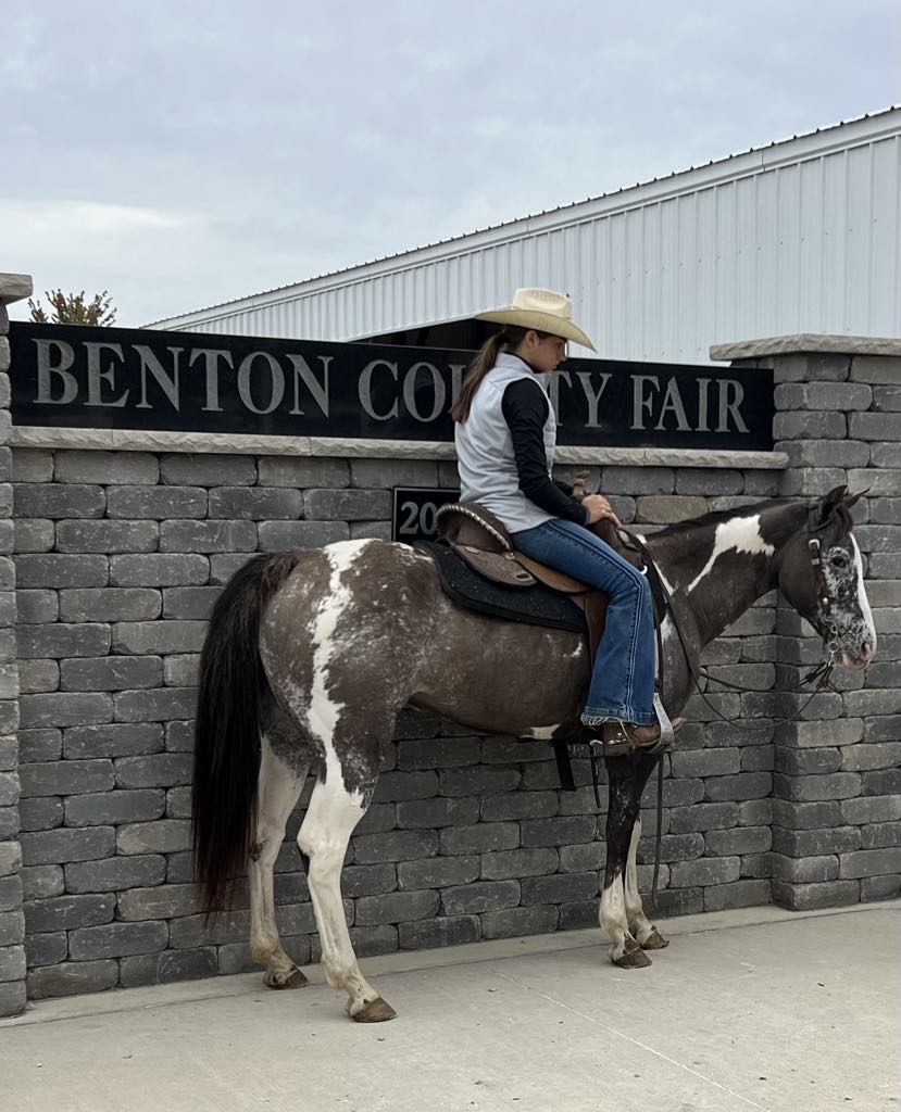 Caballo cuarto de milla Caballo castrado 18 años 142 cm Grullo in Lisbon IA
