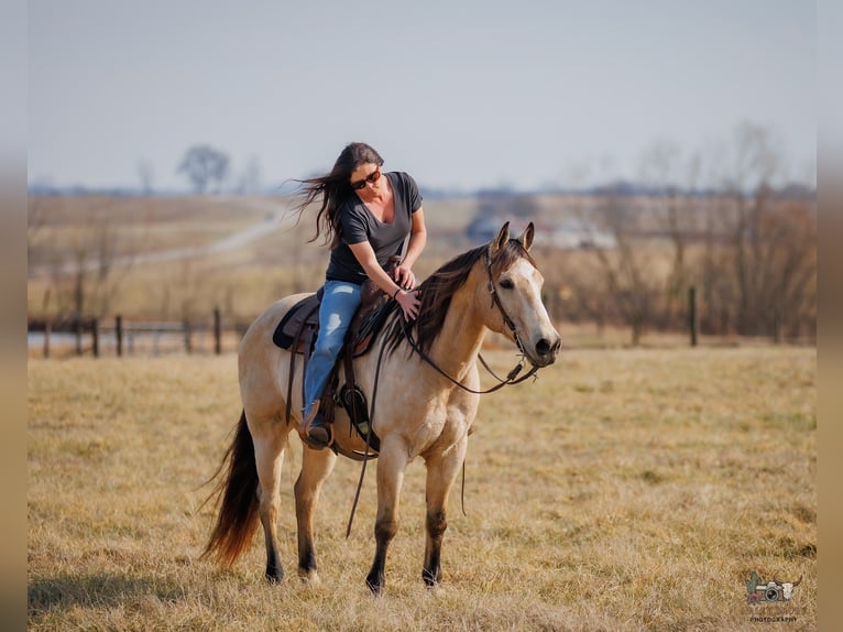 Caballo cuarto de milla Caballo castrado 18 años 150 cm Buckskin/Bayo in Auburn