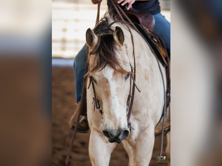 Caballo cuarto de milla Caballo castrado 18 años 150 cm Buckskin/Bayo in Auburn