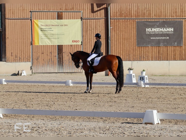 Caballo cuarto de milla Caballo castrado 18 años 164 cm Castaño in Eichenbühl