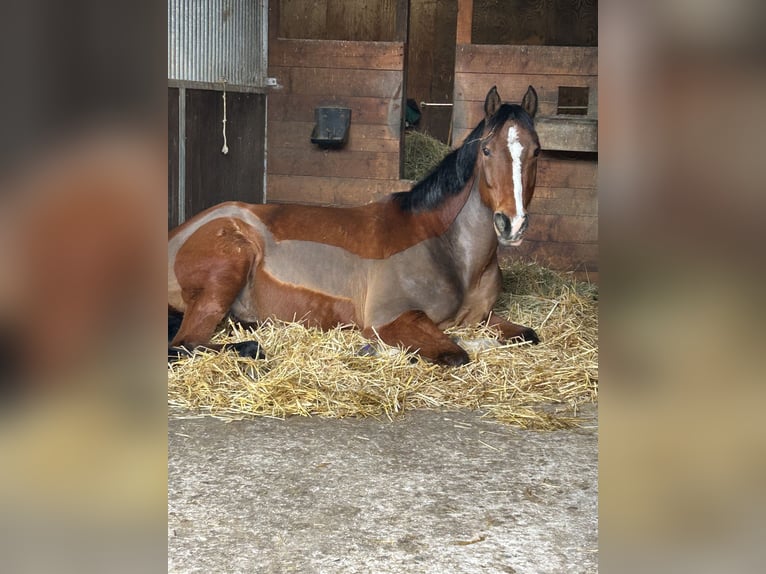 Caballo cuarto de milla Caballo castrado 18 años 164 cm Castaño in Eichenbühl