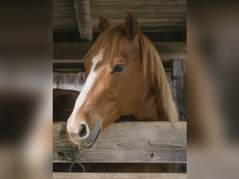 Caballo cuarto de milla Mestizo Caballo castrado 18 años Alazán in Pichling bei Stainz