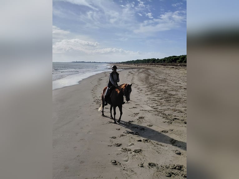 Caballo cuarto de milla Mestizo Caballo castrado 18 años Alazán in Pichling bei Stainz