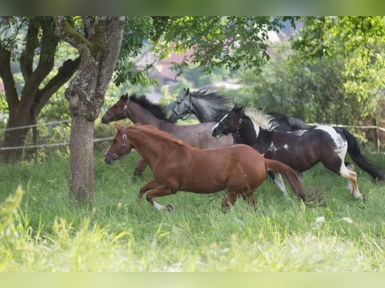 Caballo cuarto de milla Caballo castrado 19 años 152 cm Alazán in Geslau