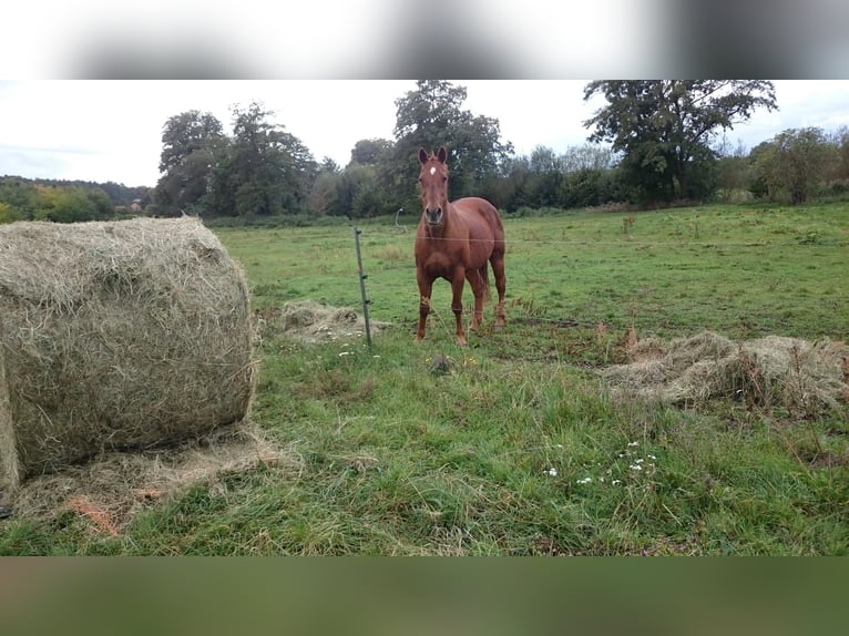 Caballo cuarto de milla Caballo castrado 19 años 153 cm Alazán in Steinreich