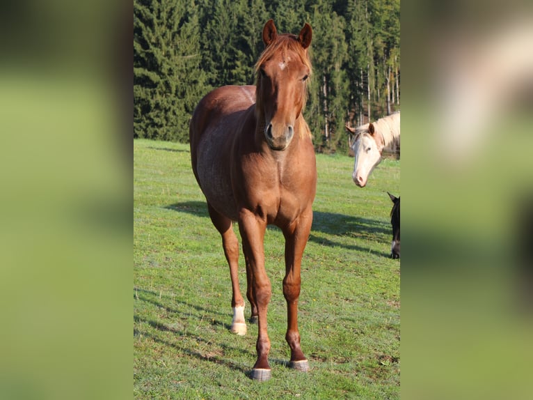 Caballo cuarto de milla Caballo castrado 1 año 138 cm Tordo ruano in STÁRKOV