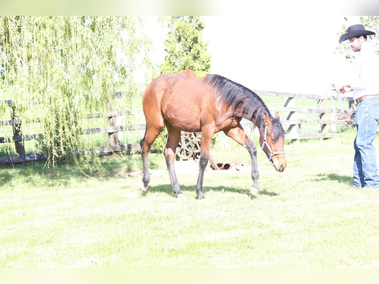 Caballo cuarto de milla Caballo castrado 1 año 140 cm Alazán in Aspach