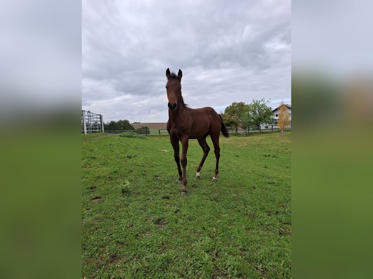 Caballo cuarto de milla Caballo castrado 1 año 140 cm Alazán in Aspach