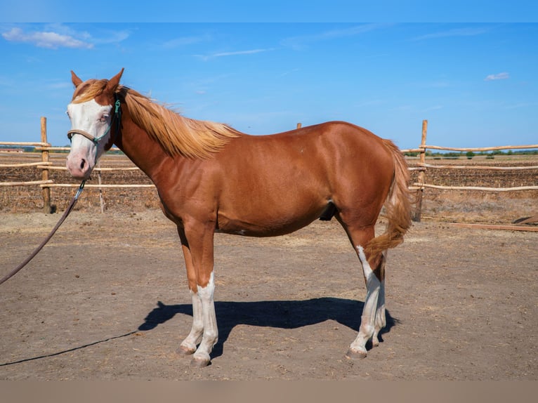 Caballo cuarto de milla Mestizo Caballo castrado 1 año 140 cm Alazán rojizo in Hajdúnánás