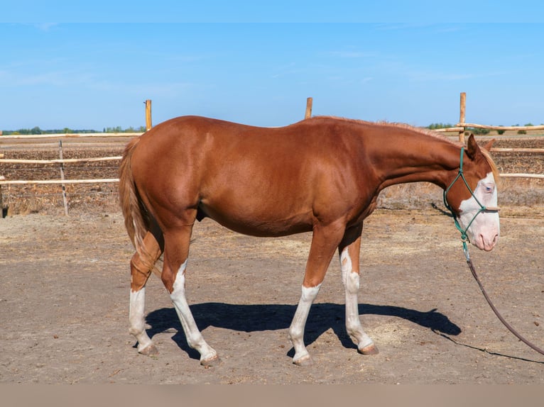 Caballo cuarto de milla Mestizo Caballo castrado 1 año 140 cm Alazán rojizo in Hajdúnánás