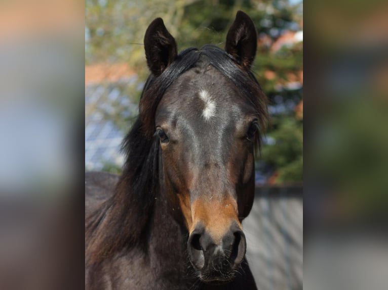 Caballo cuarto de milla Caballo castrado 1 año 148 cm Castaño oscuro in Linsburg