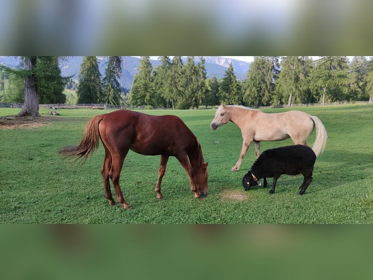 Caballo cuarto de milla Caballo castrado 1 año 150 cm Alazán-tostado in Jenesien