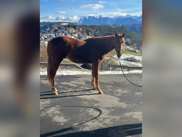 Caballo cuarto de milla Caballo castrado 1 año 150 cm Alazán-tostado in Jenesien