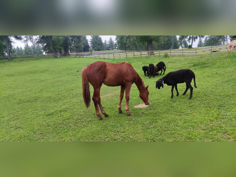 Caballo cuarto de milla Caballo castrado 1 año 150 cm Alazán-tostado in Jenesien