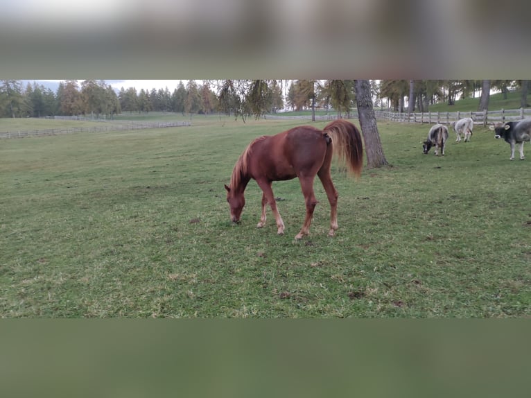 Caballo cuarto de milla Caballo castrado 1 año 150 cm Alazán-tostado in Jenesien