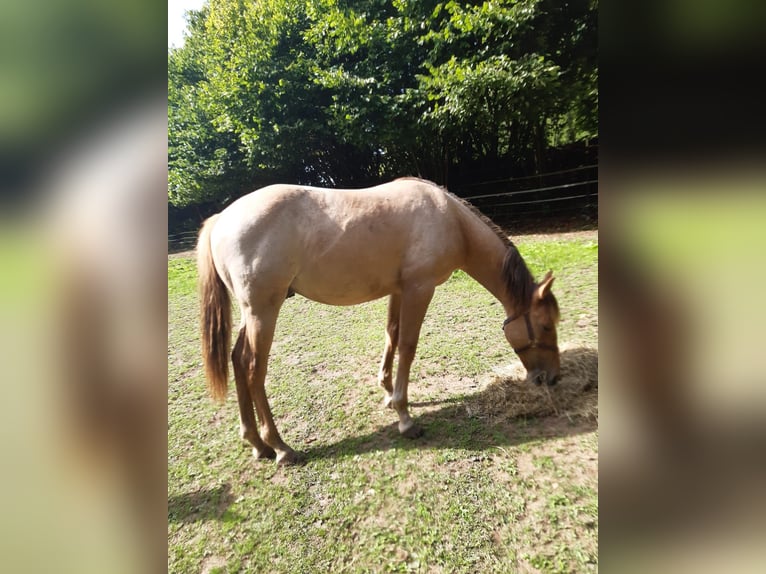 Caballo cuarto de milla Caballo castrado 1 año 150 cm Red Dun/Cervuno in Erbendorf
