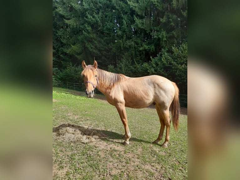 Caballo cuarto de milla Caballo castrado 1 año 150 cm Red Dun/Cervuno in Erbendorf