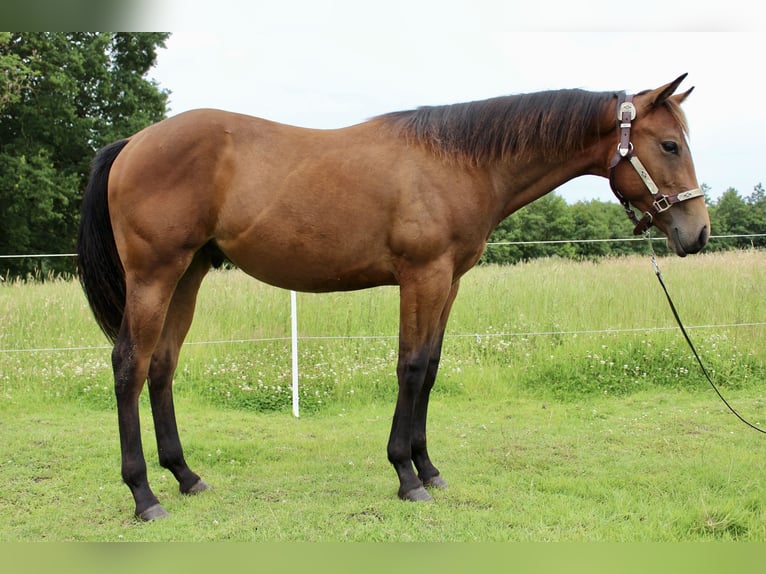 Caballo cuarto de milla Caballo castrado 1 año 158 cm Castaño in Midwolde