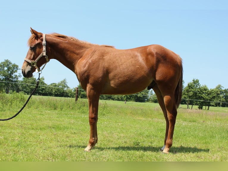 Caballo cuarto de milla Caballo castrado 1 año 160 cm Alazán in Midwolde