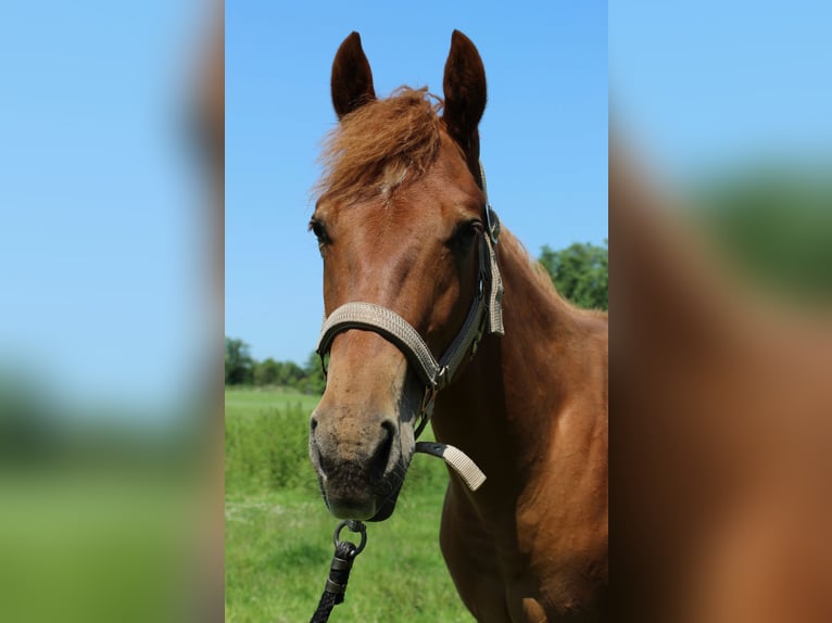 Caballo cuarto de milla Caballo castrado 1 año 160 cm Alazán in Midwolde