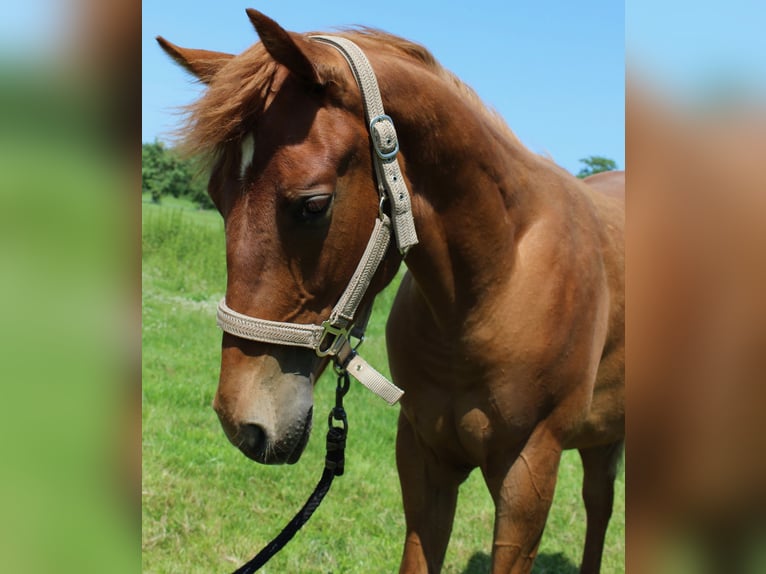 Caballo cuarto de milla Caballo castrado 1 año 160 cm Alazán in Midwolde