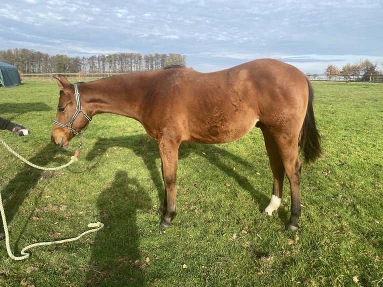 Caballo cuarto de milla Caballo castrado 1 año 160 cm Castaño in Schee&#xDF;el