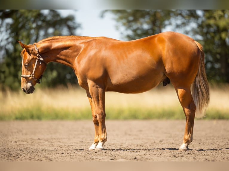 Caballo cuarto de milla Caballo castrado 1 año Alazán in Steyerberg