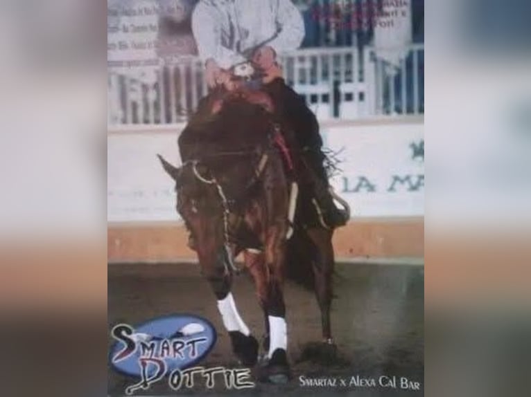 Caballo cuarto de milla Caballo castrado 1 año Castaño rojizo in VARSI (PR)