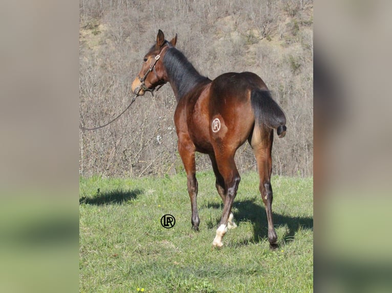Caballo cuarto de milla Caballo castrado 1 año Castaño rojizo in VARSI (PR)