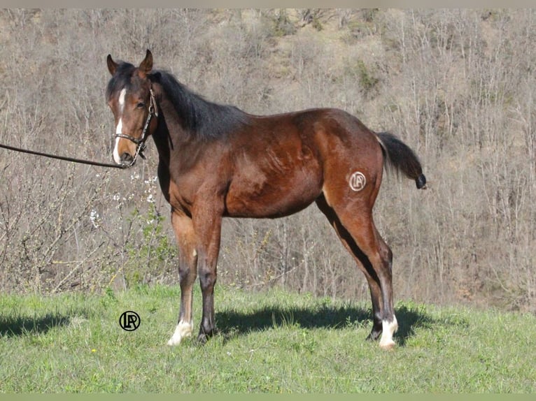 Caballo cuarto de milla Caballo castrado 1 año Castaño rojizo in VARSI (PR)
