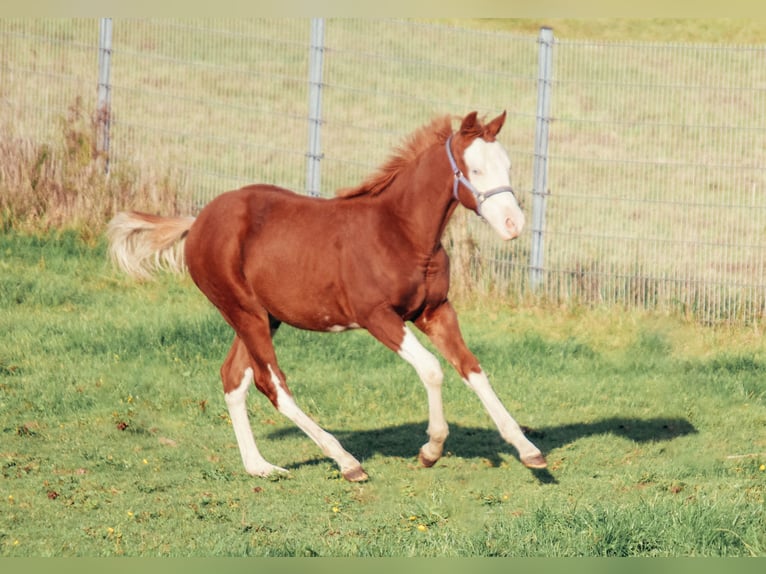 Caballo cuarto de milla Caballo castrado 1 año Overo-todas las-capas in Haldenwang