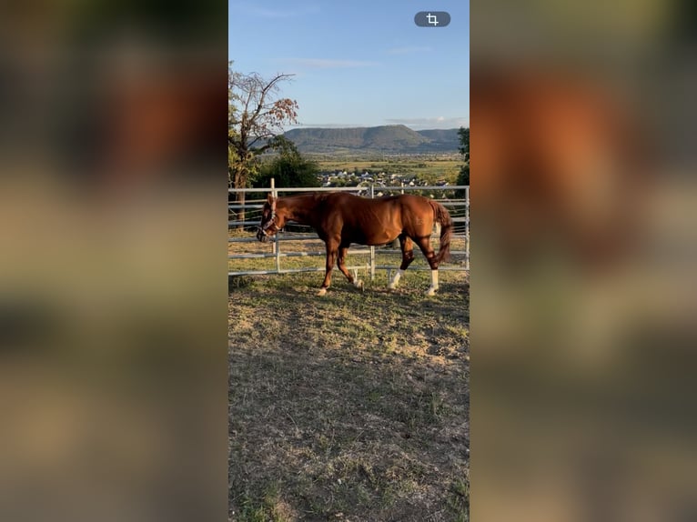 Caballo cuarto de milla Caballo castrado 24 años 153 cm Alazán in Kirchheim unter Teck