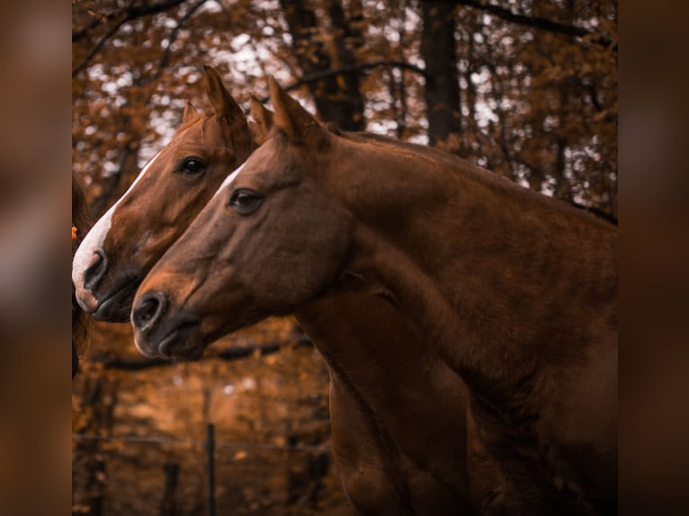 Caballo cuarto de milla Caballo castrado 24 años Alazán in Karlsbad