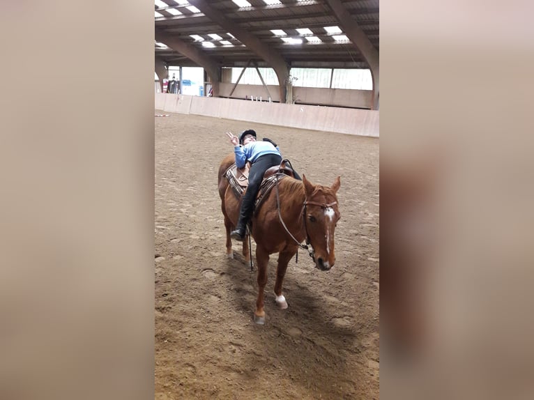 Caballo cuarto de milla Caballo castrado 24 años Alazán in Karlsbad