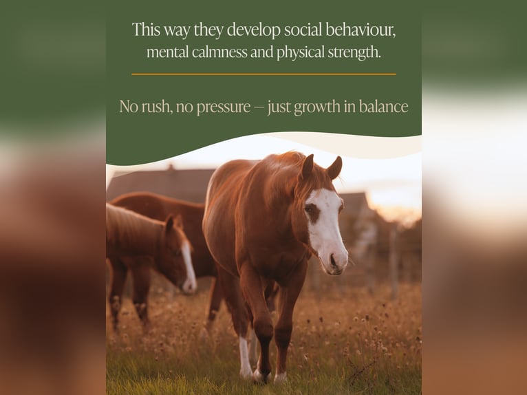 Caballo cuarto de milla Caballo castrado 2 años 135 cm Alazán in Arendonk