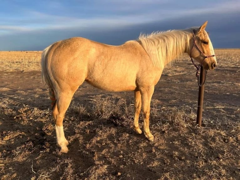 Caballo cuarto de milla Caballo castrado 2 años 142 cm Palomino in Arlington Worth Texas