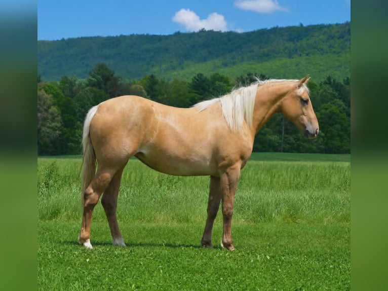 Caballo cuarto de milla Caballo castrado 2 años 142 cm Palomino in Hustontown