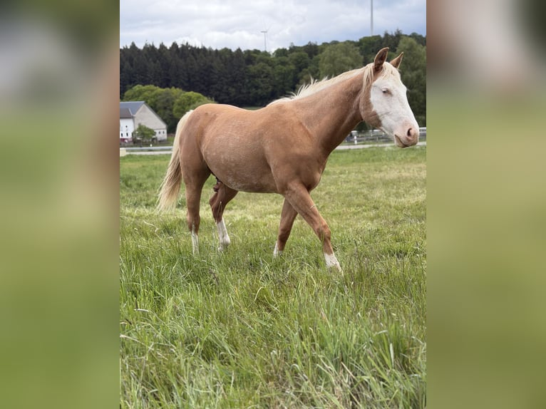Caballo cuarto de milla Caballo castrado 2 años 145 cm Palomino in Bubach