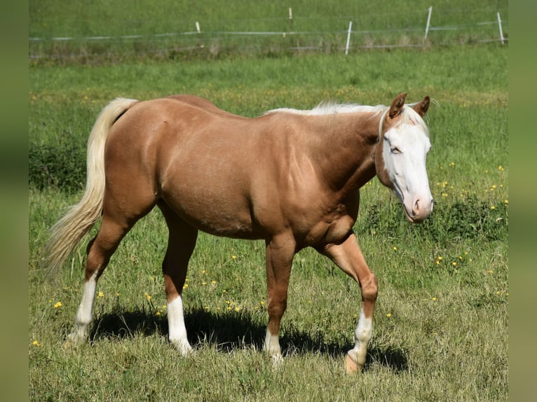 Caballo cuarto de milla Caballo castrado 2 años 145 cm Palomino in Bubach