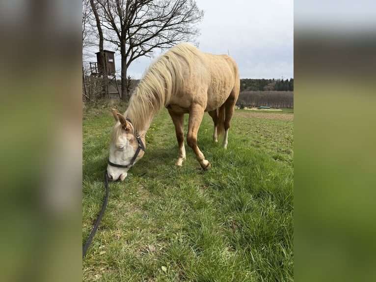 Caballo cuarto de milla Caballo castrado 2 años 145 cm Palomino in Bubach