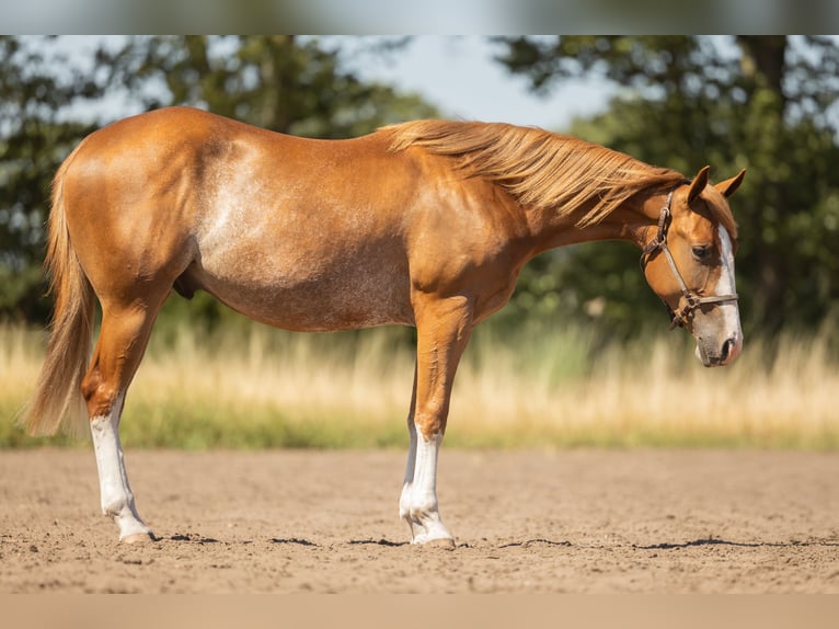 Caballo cuarto de milla Caballo castrado 2 años 147 cm Ruano alazán in Steyerberg