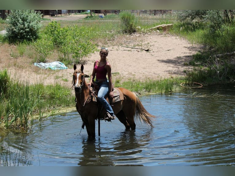 Caballo cuarto de milla Caballo castrado 2 años 147 cm Ruano alazán in Fort Collins
